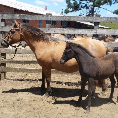 2badcc2e4fa660962234ab293f843d6a