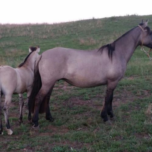 f056d6c0cdb408a4d640fa65b6ea3a70