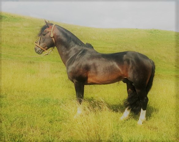 Macanudo da Hulha Negra